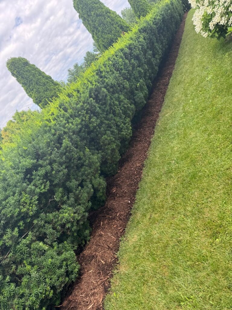 Jorge's Lawn and Landscaping LLC (111)