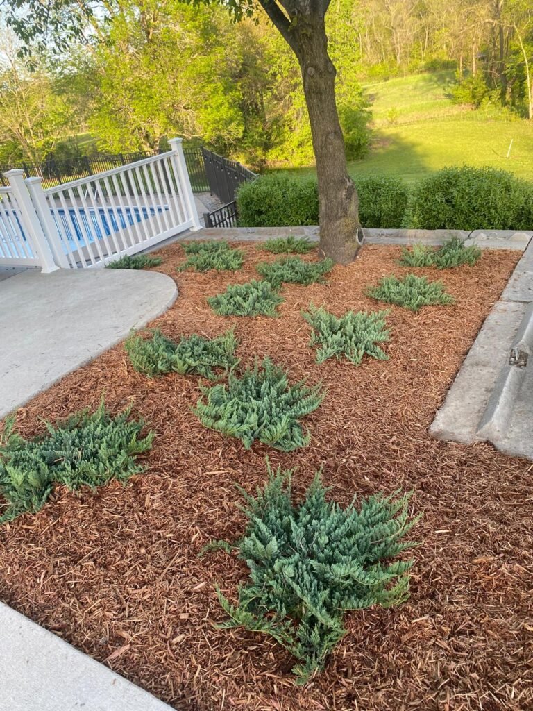 Jorge's Lawn and Landscaping LLC (117)